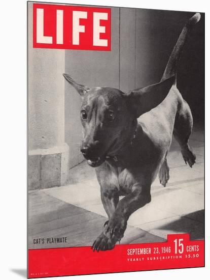 Dachsund Rudy Trotting Across Doorway in his Mexico City Home, September 23, 1946-Frank Scherschel-Mounted Photographic Print