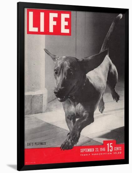 Dachsund Rudy Trotting Across Doorway in his Mexico City Home, September 23, 1946-Frank Scherschel-Framed Photographic Print