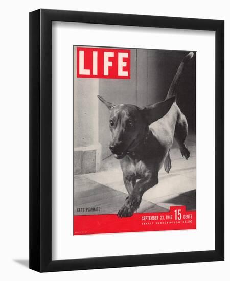 Dachsund Rudy Trotting Across Doorway in his Mexico City Home, September 23, 1946-Frank Scherschel-Framed Premium Photographic Print