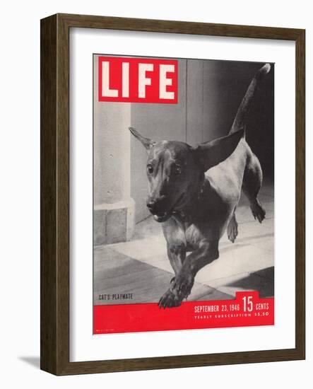 Dachsund Rudy Trotting Across Doorway in his Mexico City Home, September 23, 1946-Frank Scherschel-Framed Photographic Print