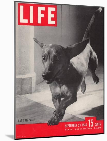 Dachsund Rudy Trotting Across Doorway in his Mexico City Home, September 23, 1946-Frank Scherschel-Mounted Photographic Print