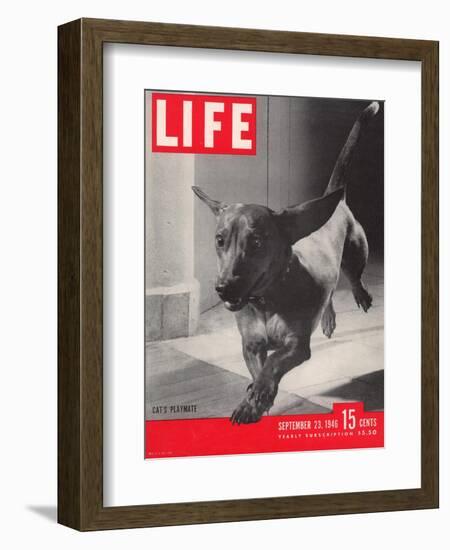 Dachsund Rudy Trotting Across Doorway in his Mexico City Home, September 23, 1946-Frank Scherschel-Framed Photographic Print