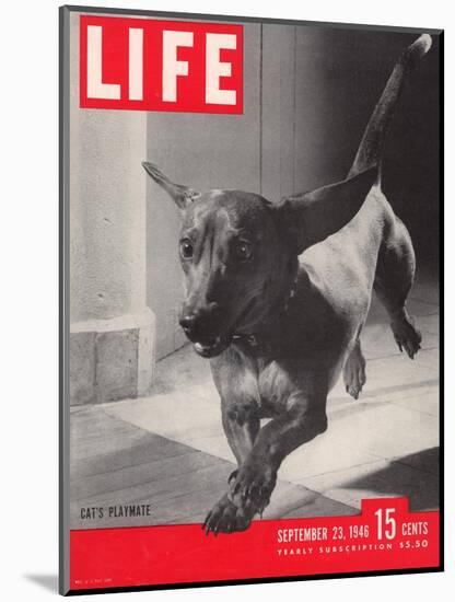 Dachsund Rudy Trotting Across Doorway in his Mexico City Home, September 23, 1946-Frank Scherschel-Mounted Photographic Print