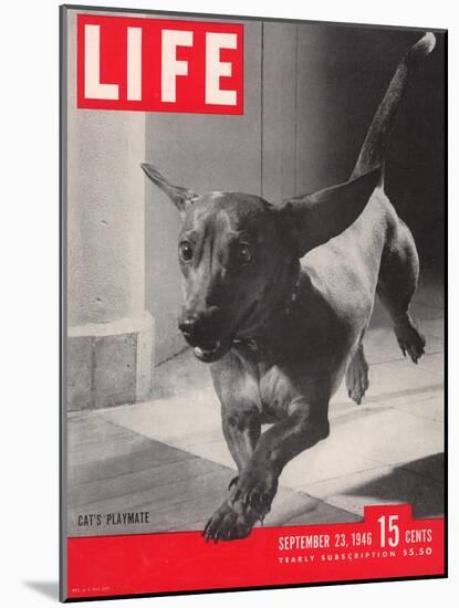 Dachsund Rudy Trotting Across Doorway in his Mexico City Home, September 23, 1946-Frank Scherschel-Mounted Photographic Print