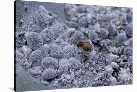 Dactylopius Coccus (Opuntia Cochineal Scale) - Parasitized-Paul Starosta-Stretched Canvas