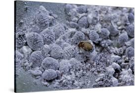 Dactylopius Coccus (Opuntia Cochineal Scale) - Parasitized-Paul Starosta-Stretched Canvas