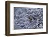 Dactylopius Coccus (Opuntia Cochineal Scale) - Parasitized-Paul Starosta-Framed Photographic Print