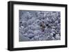 Dactylopius Coccus (Opuntia Cochineal Scale) - Parasitized-Paul Starosta-Framed Photographic Print