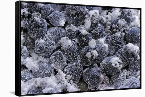 Dactylopius Coccus (Opuntia Cochineal Scale)-Paul Starosta-Framed Stretched Canvas