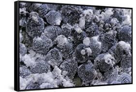 Dactylopius Coccus (Opuntia Cochineal Scale)-Paul Starosta-Framed Stretched Canvas