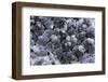 Dactylopius Coccus (Opuntia Cochineal Scale)-Paul Starosta-Framed Photographic Print