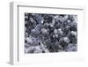 Dactylopius Coccus (Opuntia Cochineal Scale)-Paul Starosta-Framed Photographic Print