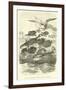 Dactylopterus Volitans, Flying Gurnards-null-Framed Giclee Print