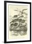 Dactylopterus Volitans, Flying Gurnards-null-Framed Giclee Print