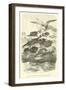 Dactylopterus Volitans, Flying Gurnards-null-Framed Giclee Print