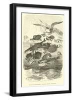 Dactylopterus Volitans, Flying Gurnards-null-Framed Giclee Print