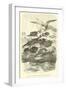 Dactylopterus Volitans, Flying Gurnards-null-Framed Giclee Print