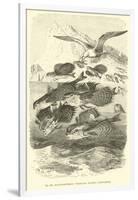 Dactylopterus Volitans, Flying Gurnards-null-Framed Giclee Print