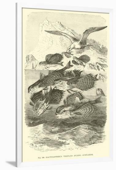 Dactylopterus Volitans, Flying Gurnards-null-Framed Giclee Print