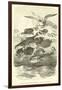 Dactylopterus Volitans, Flying Gurnards-null-Framed Giclee Print