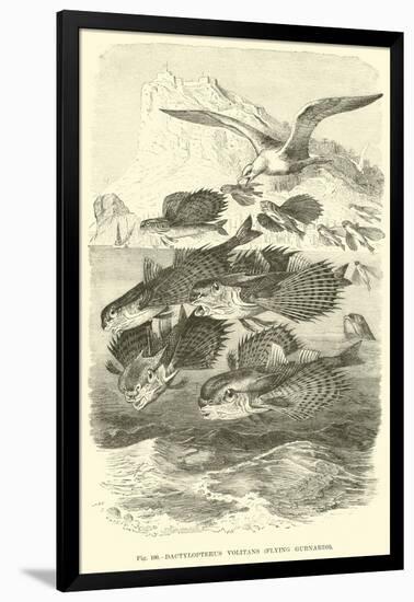 Dactylopterus Volitans, Flying Gurnards-null-Framed Giclee Print