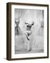 Daddy Long Legs, 1955-null-Framed Photographic Print