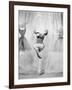 Daddy Long Legs, 1955-null-Framed Photographic Print