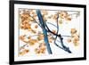 Daddy Long Legs-Jackie Battenfield-Framed Giclee Print