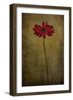 Daddy’s Flower I-Barbara Simmons-Framed Giclee Print