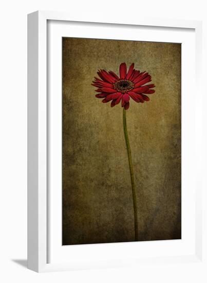 Daddy’s Flower I-Barbara Simmons-Framed Giclee Print