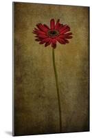 Daddy’s Flower I-Barbara Simmons-Mounted Giclee Print