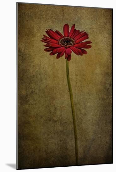 Daddy’s Flower I-Barbara Simmons-Mounted Giclee Print