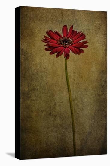 Daddy’s Flower I-Barbara Simmons-Stretched Canvas