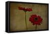 Daddy’s Flower II-Barbara Simmons-Framed Stretched Canvas