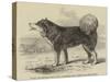 Daddy, the Esquimaux Dog of HMS Enterprise, Sent in Search of Sir John Franklin-null-Stretched Canvas