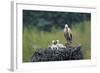 Dady...-Nicolás Merino-Framed Photographic Print