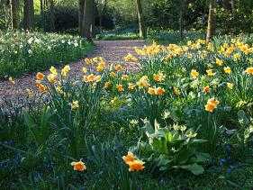 daffodil