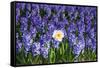 Daffodil and Purple Hyacinths-Colette2-Framed Stretched Canvas
