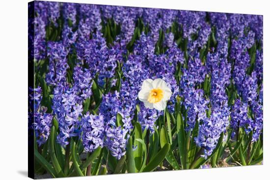 Daffodil and Purple Hyacinths-Colette2-Stretched Canvas