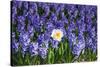 Daffodil and Purple Hyacinths-Colette2-Stretched Canvas