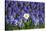 Daffodil and Purple Hyacinths-Colette2-Stretched Canvas
