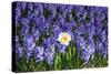 Daffodil and Purple Hyacinths-Colette2-Stretched Canvas