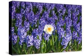 Daffodil and Purple Hyacinths-Colette2-Stretched Canvas