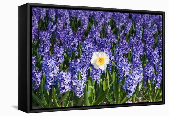 Daffodil and Purple Hyacinths-Colette2-Framed Stretched Canvas