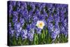 Daffodil and Purple Hyacinths-Colette2-Stretched Canvas