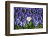 Daffodil and Purple Hyacinths-Colette2-Framed Photographic Print