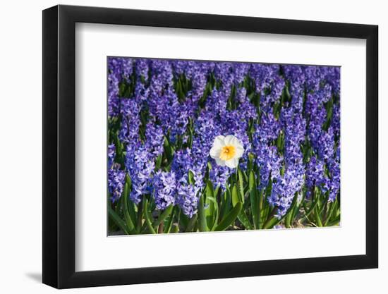 Daffodil and Purple Hyacinths-Colette2-Framed Photographic Print