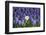 Daffodil and Purple Hyacinths-Colette2-Framed Photographic Print