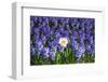 Daffodil and Purple Hyacinths-Colette2-Framed Photographic Print