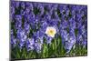 Daffodil and Purple Hyacinths-Colette2-Mounted Photographic Print